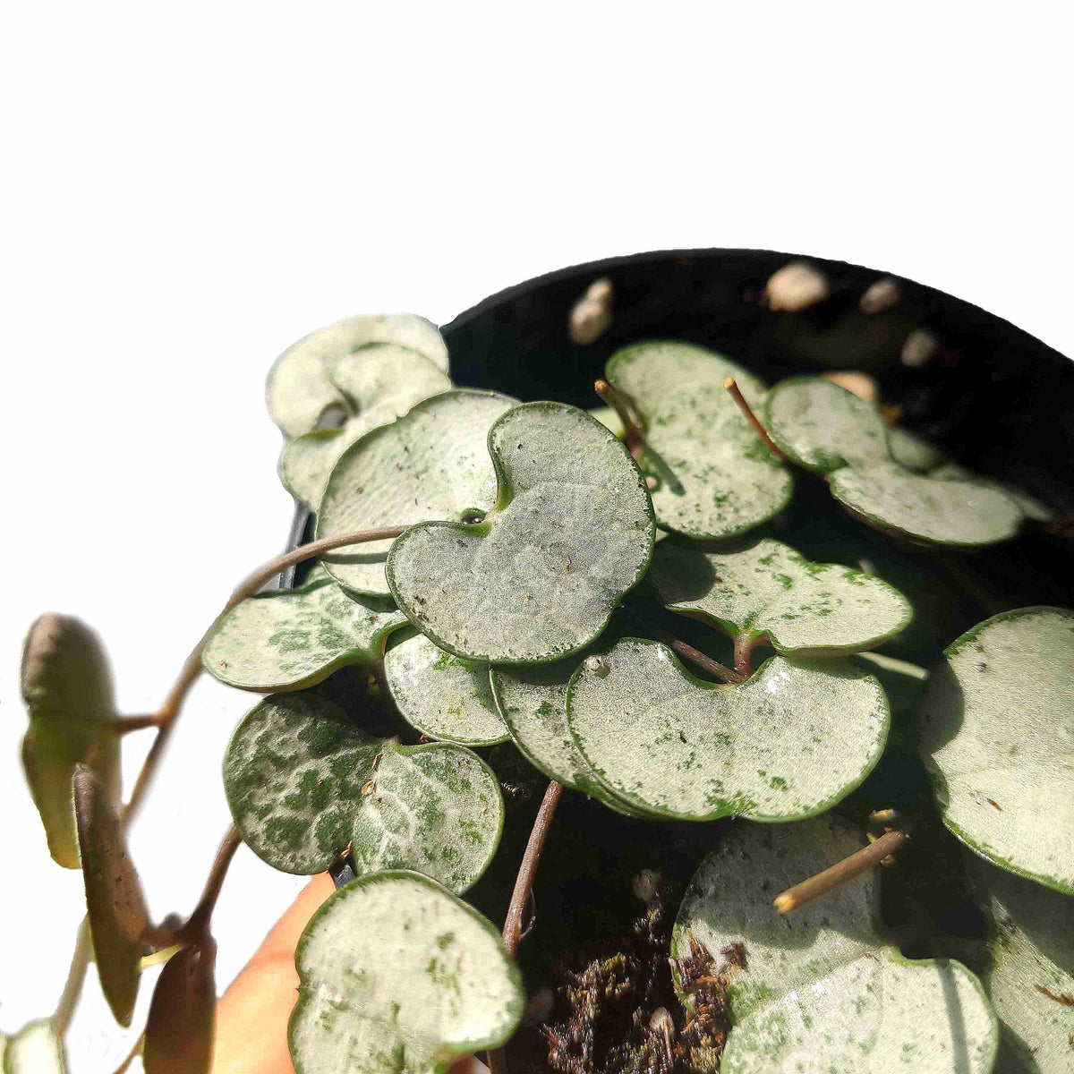 Ceropegia woodii Silver Glory monjungle