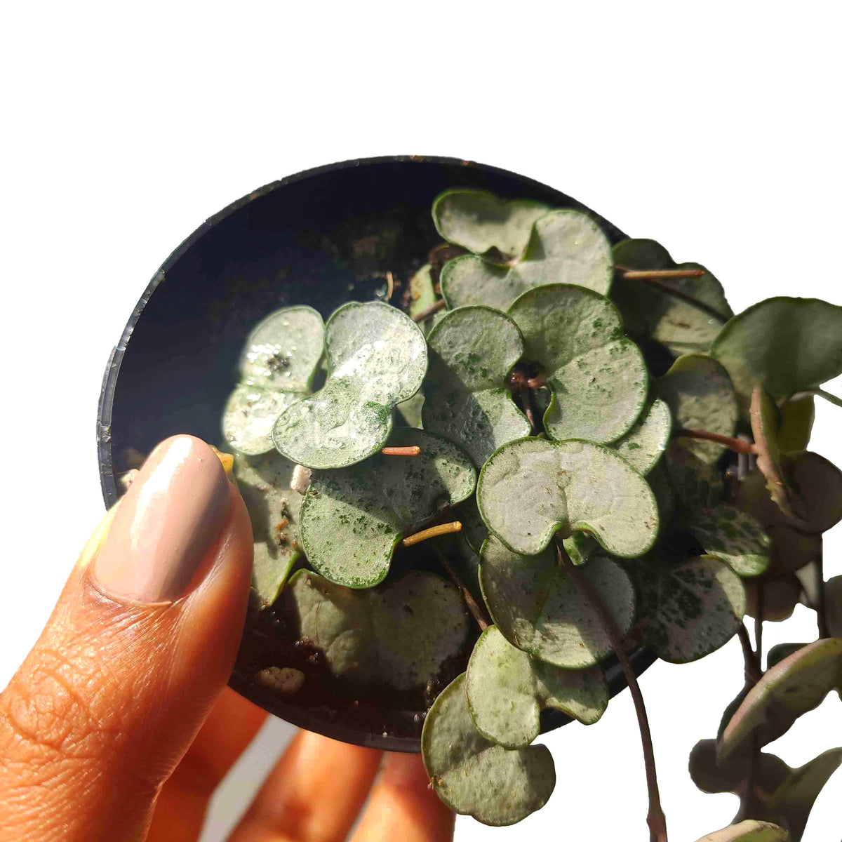 Ceropegia woodii Silver Glory monjungle