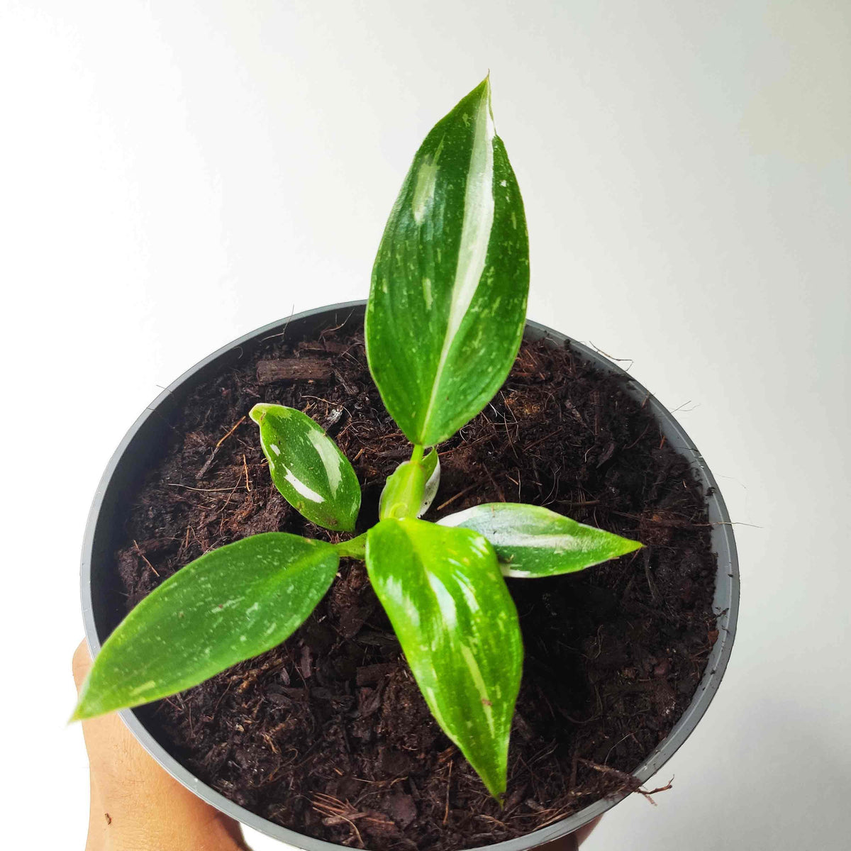 Philodendron White Princess monjungle
