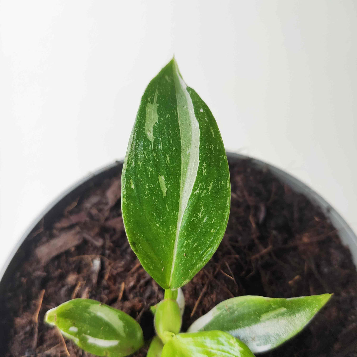 Philodendron White Princess monjungle