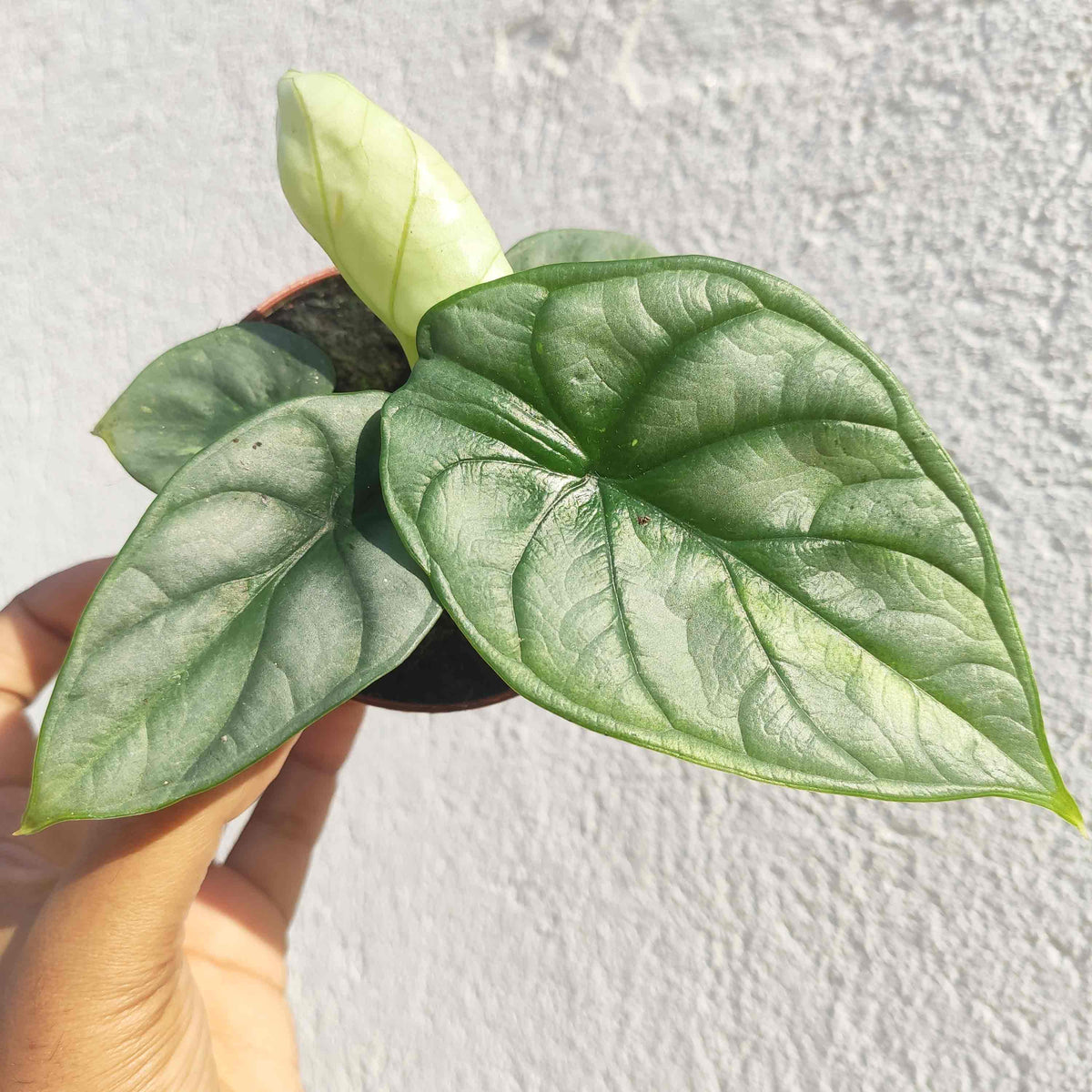 Alocasia SILVER DRAGON monjungle