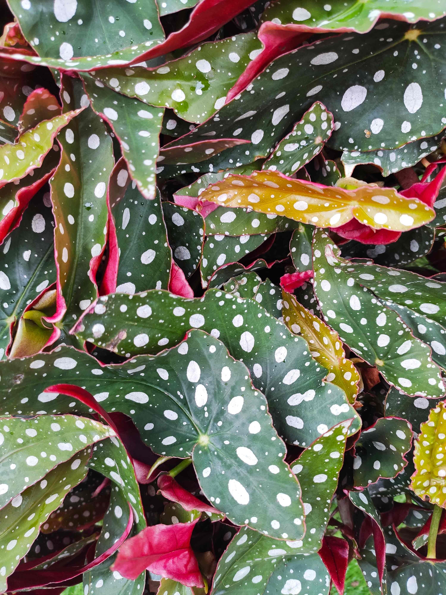 Begonia maculata wightii- Très belle pied de plante Vert et blanc à petit pois argentées - monjungle