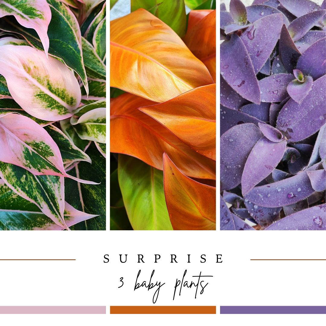 Surprise Box de Bébés Plantes - 3 ou 5 belles boutures à faire grandir soi-même, Idée cadeau pour un anniversaire monjungle