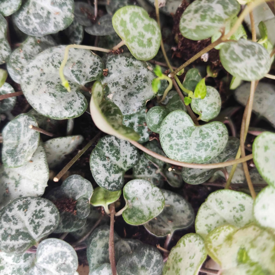 Ceropegia woodii monjungle