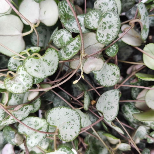 Ceropegia woodii monjungle