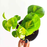 RARE Epipremnum Global Green, Pothos Global Green - 3 boutures enracinée de pothos scindapsus environ 6-8 feuille - monjungle