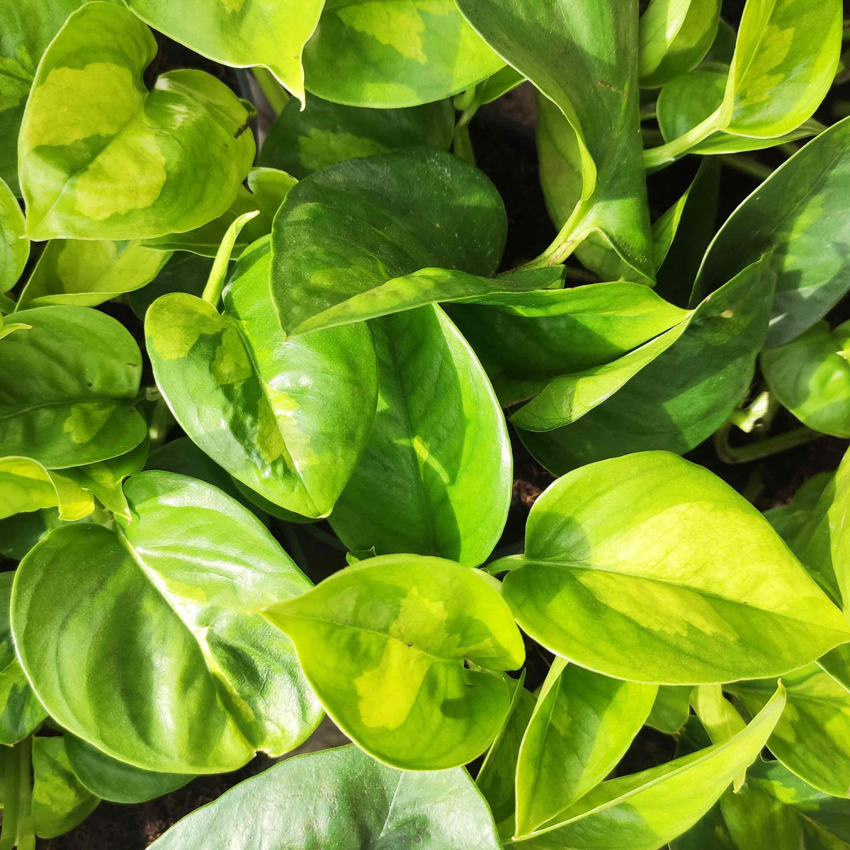 Epipremnum Global Green monjungle