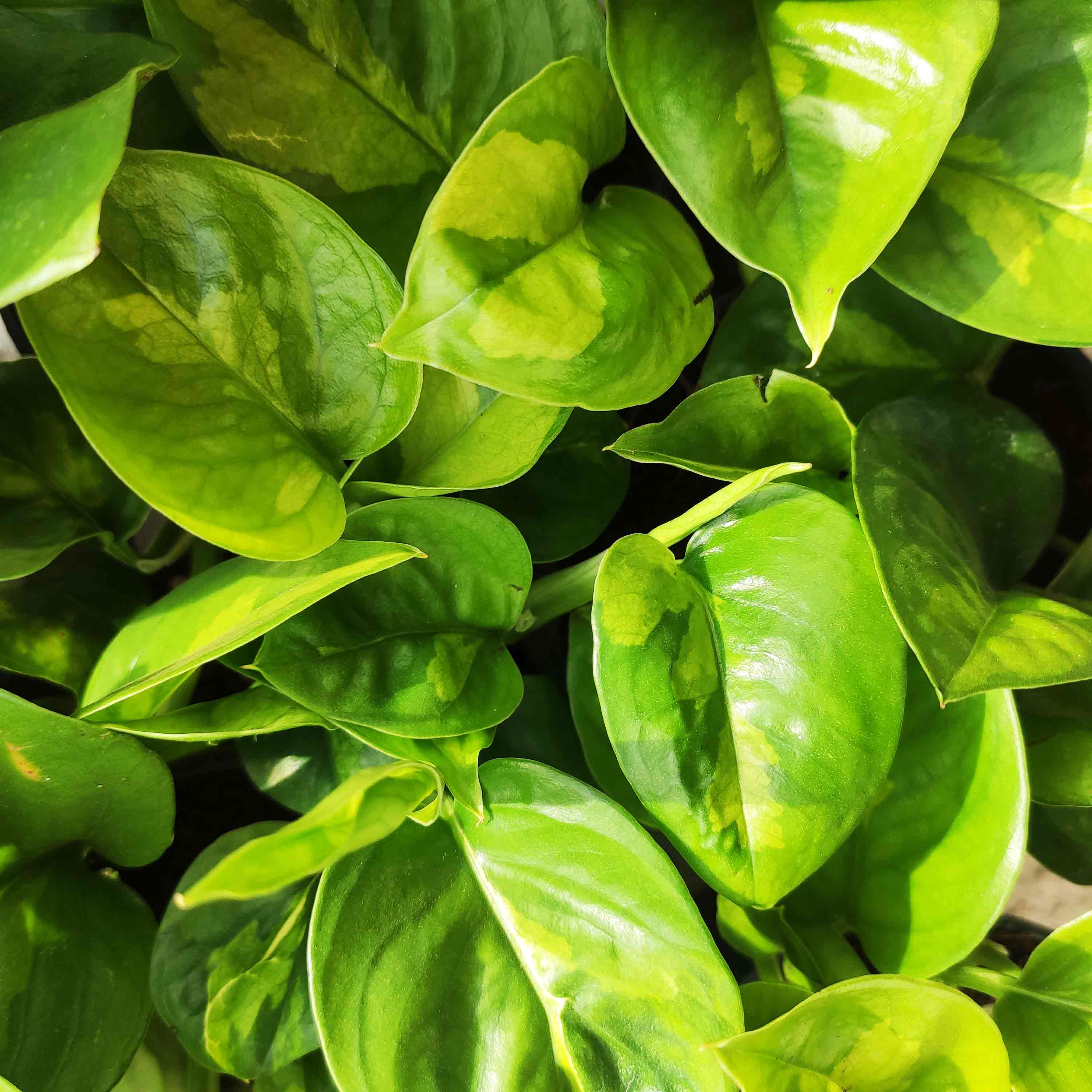 Global Green Pothos, Emerald good Pothos, Epipremnum aureum 6