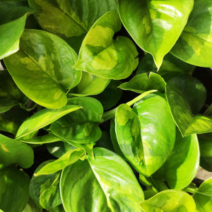 RARE Epipremnum Global Green, Pothos Global Green - 3 boutures enracinée de pothos scindapsus environ 6-8 feuille - monjungle
