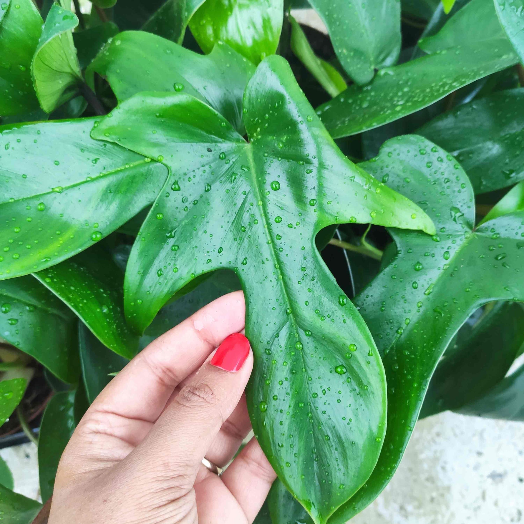philodendron florida green beauty Philodendron Florida Green