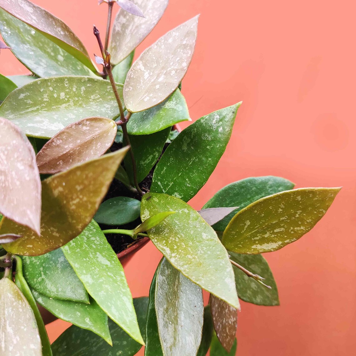 Hoya gracilis - Hoya Memoria monjungle