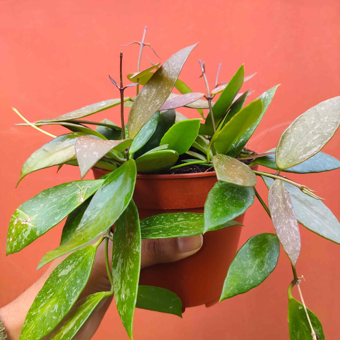 Hoya gracilis - Hoya Memoria monjungle