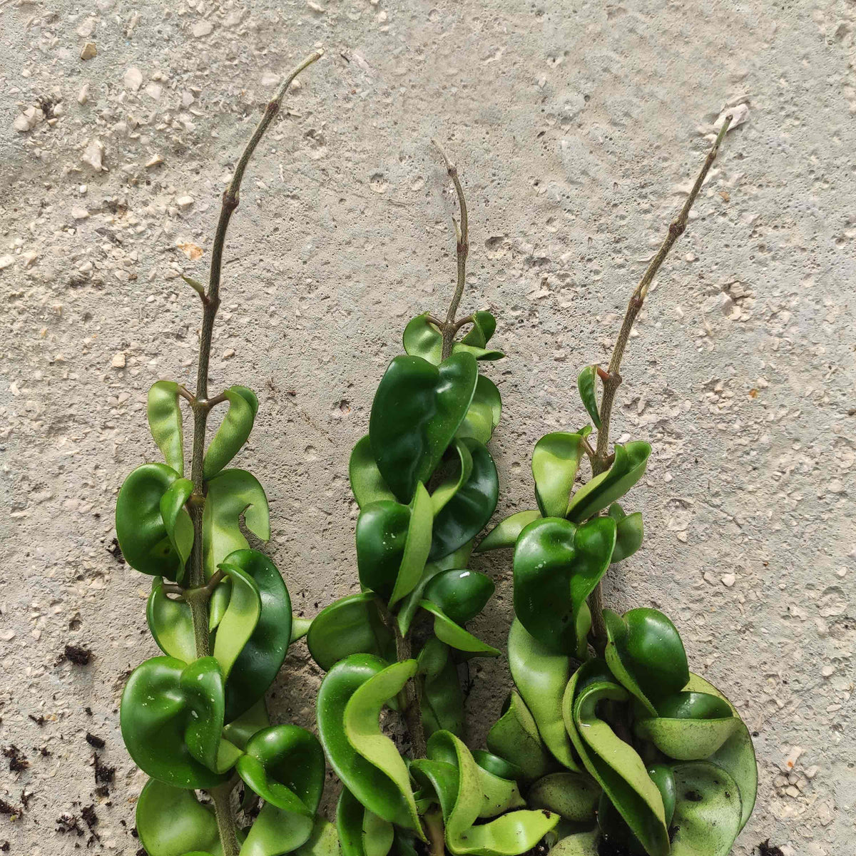 Hoya HINDU ROPE monjungle