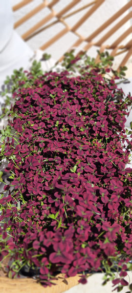 Trifolium rubens Isabella, Magnifique Trèfle avec les feuilles pourpres - monjungle