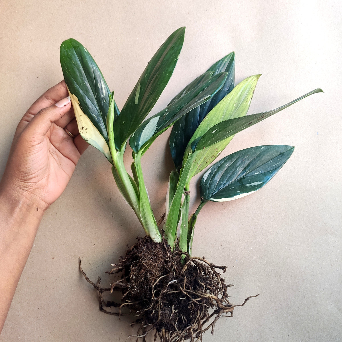 Bouture de Philodendron Cobra Variegata monjungle