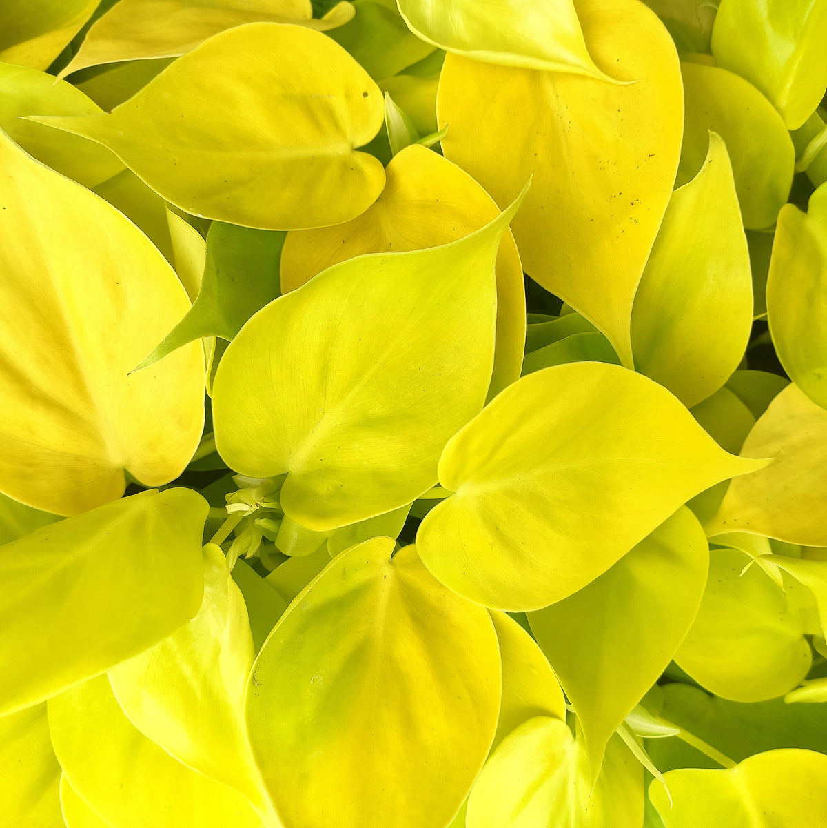 Philodendron scandens Lemon Lime monjungle