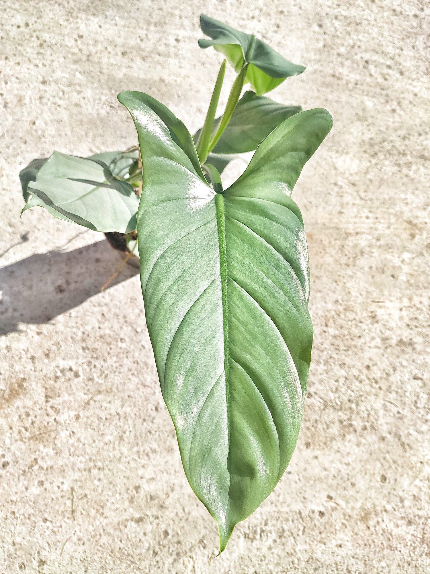 XL Philodendron Silver Queen bouture avec magnifiques feuilles larges - Plante bouture 40 cm - Philodendron Hastatum - monjungle