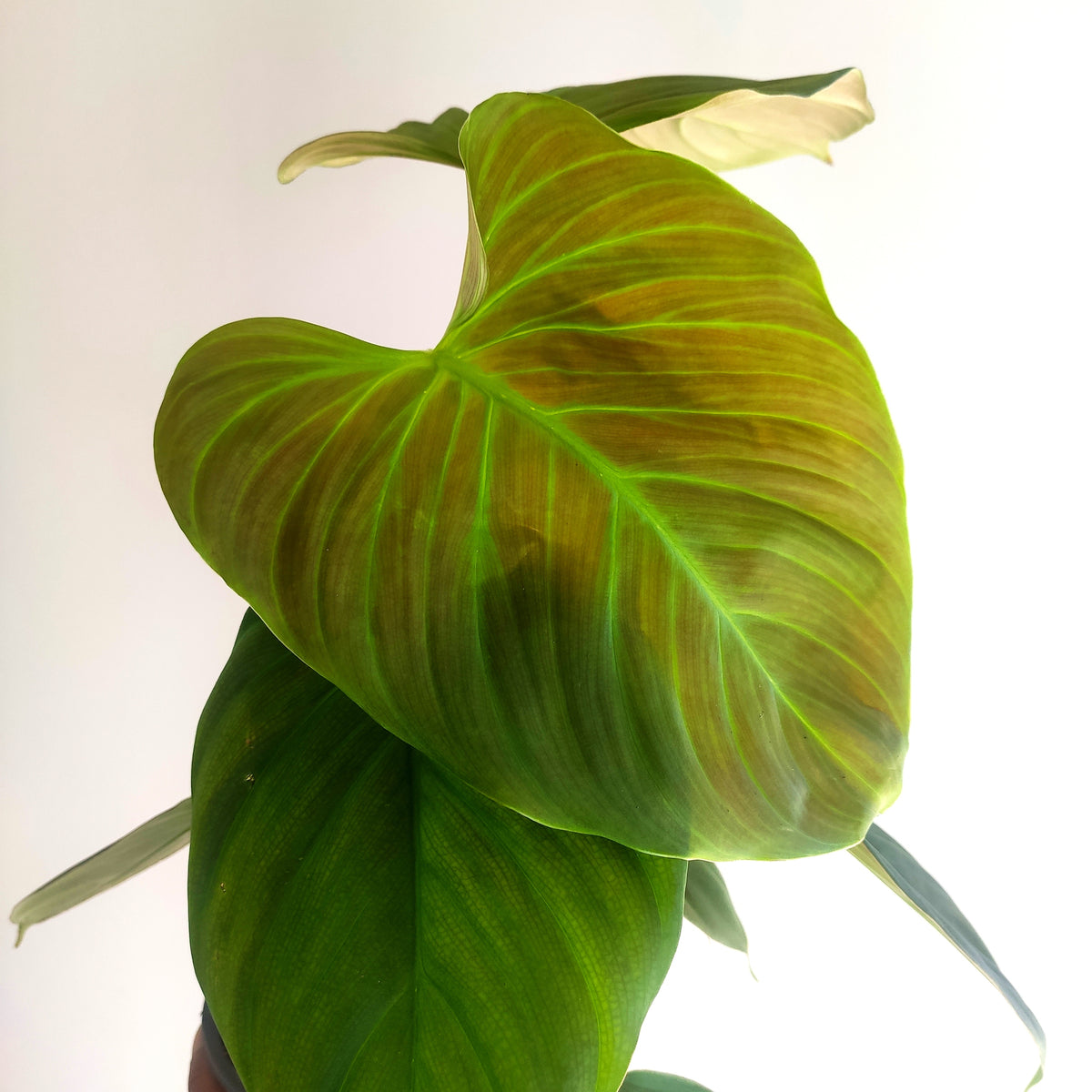 Philodendron Fuzzy Petiole monjungle