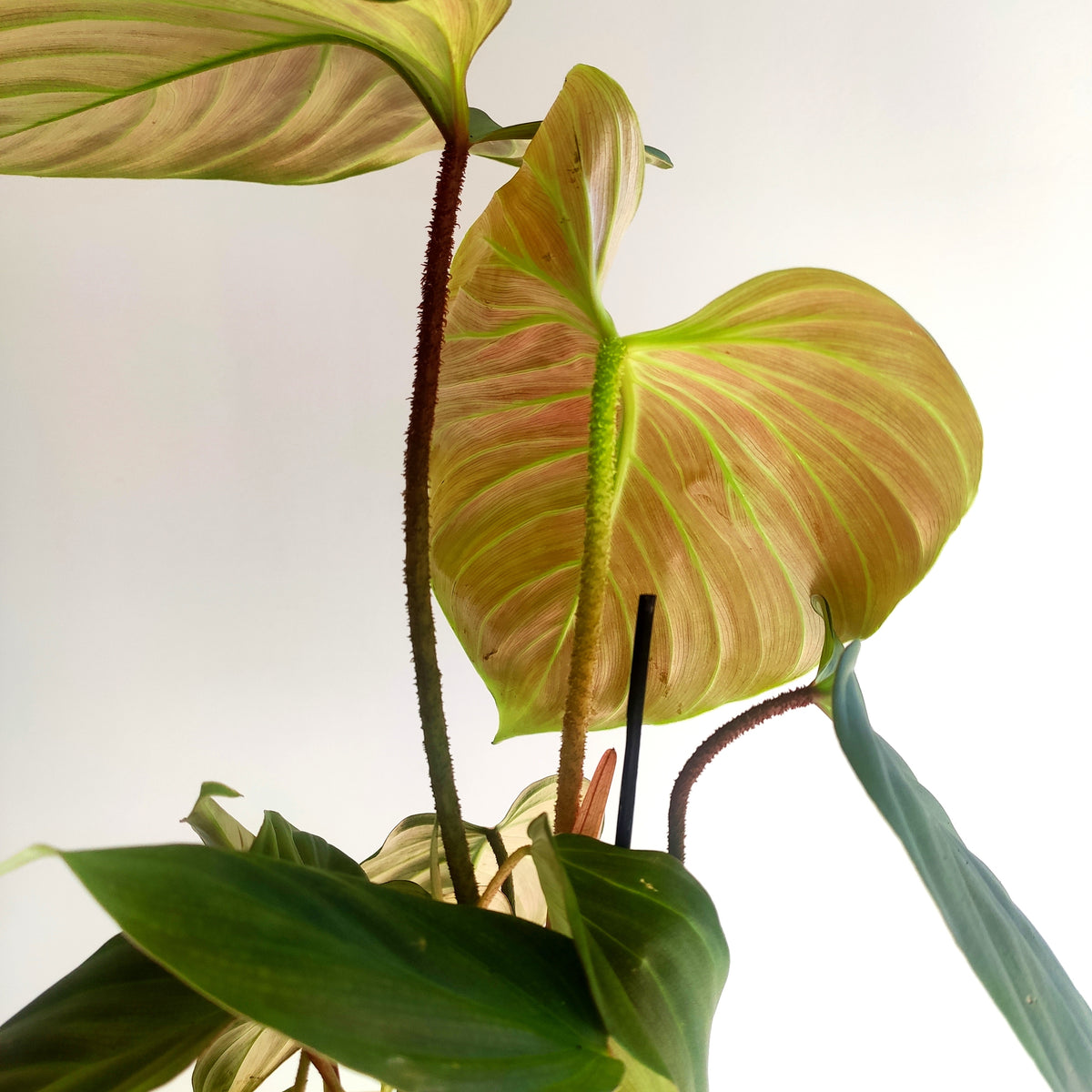 Philodendron Fuzzy Petiole monjungle