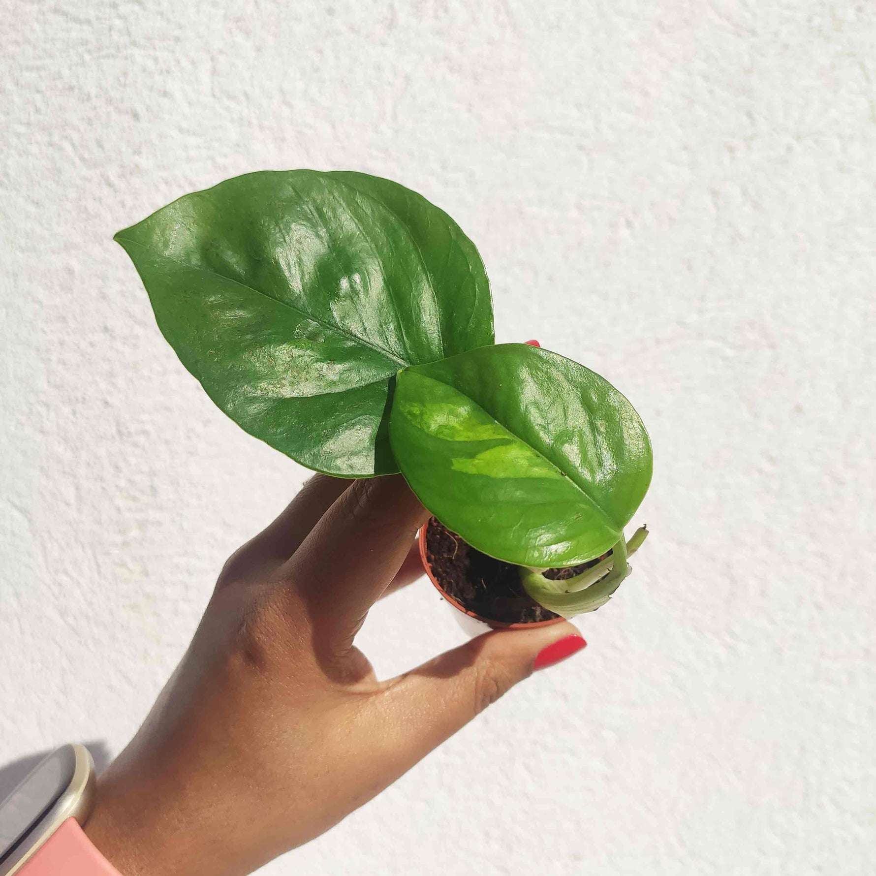 global green pothos reverted Collection 3 Pothos