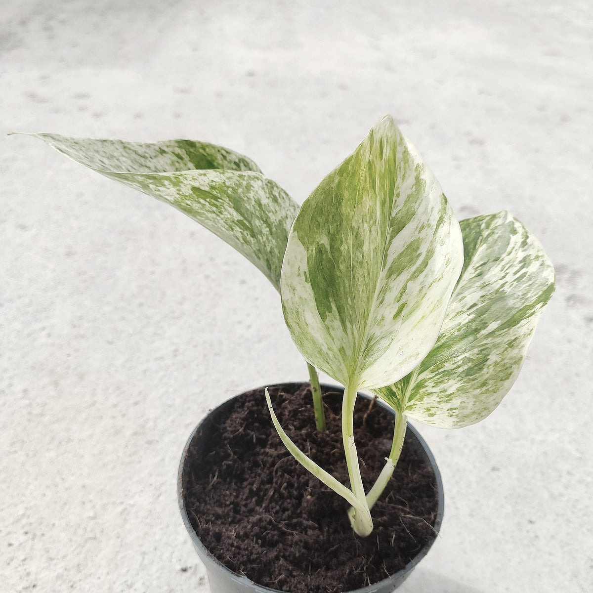 Pothos SNOW QUEEN monjungle