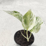 Pothos SNOW QUEEN - Belle bouture enracinée en terre- Bouture plante variegata avec tâche verte - monjungle