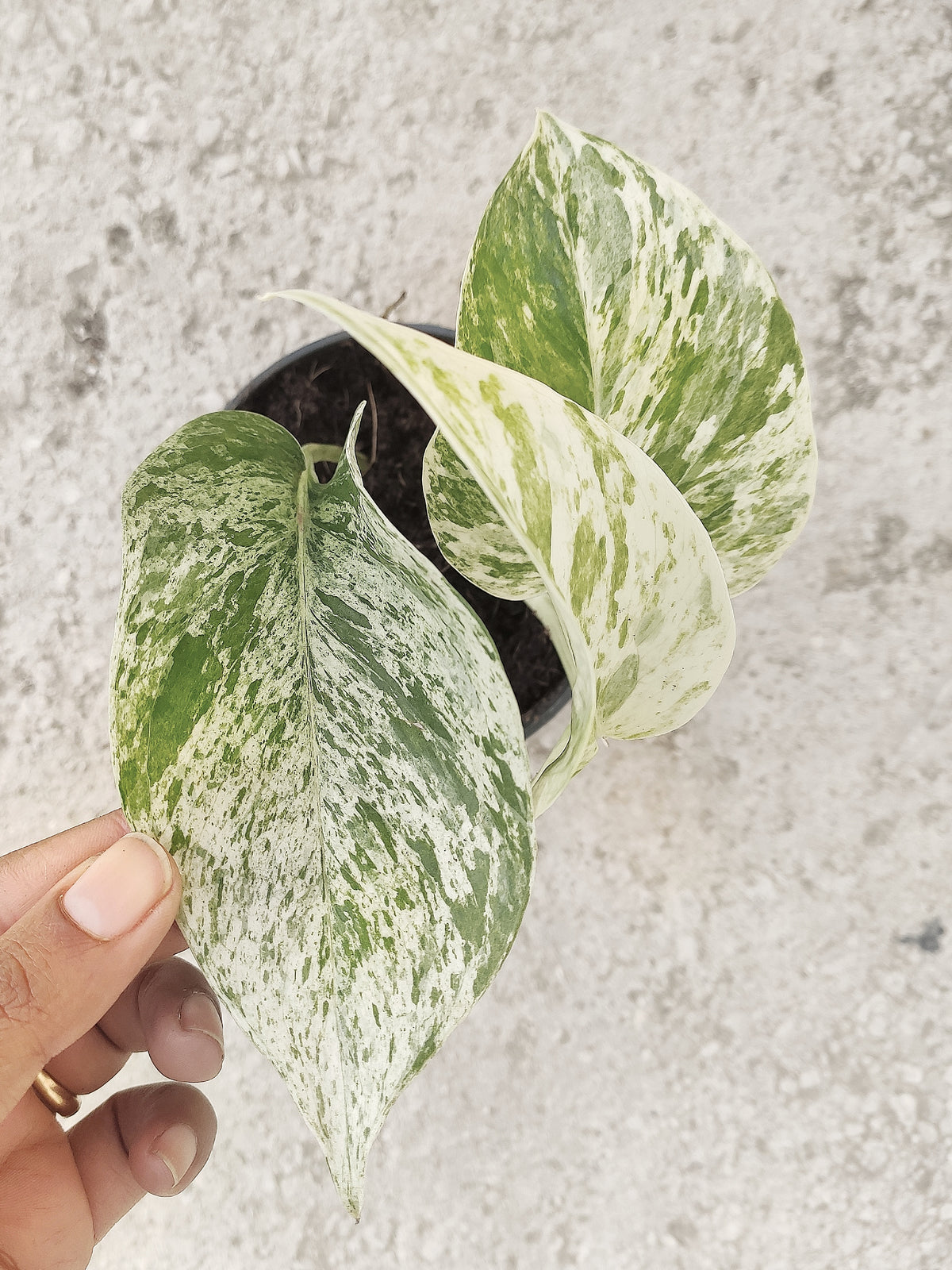 Pothos SNOW QUEEN monjungle