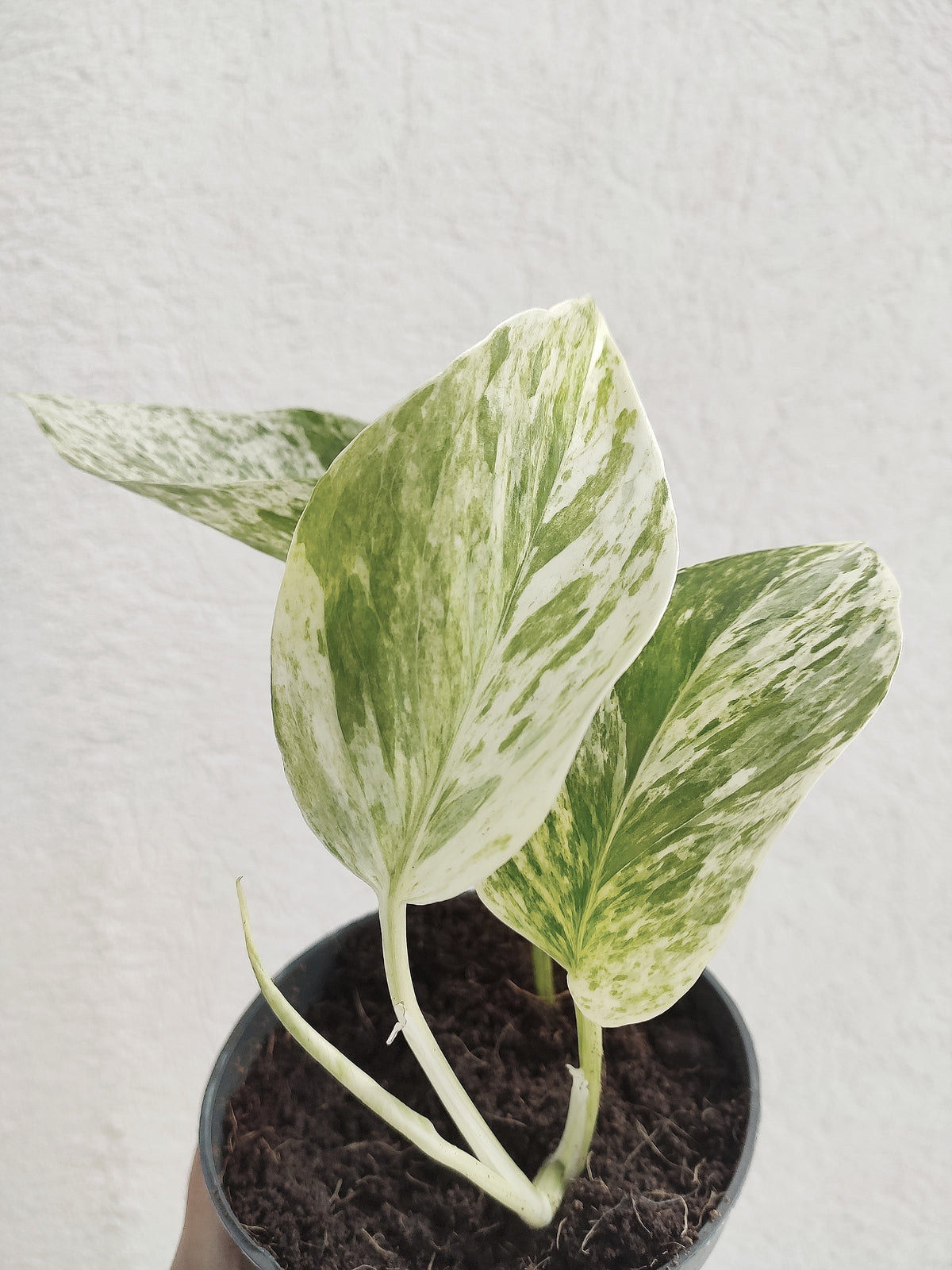 Pothos SNOW QUEEN monjungle