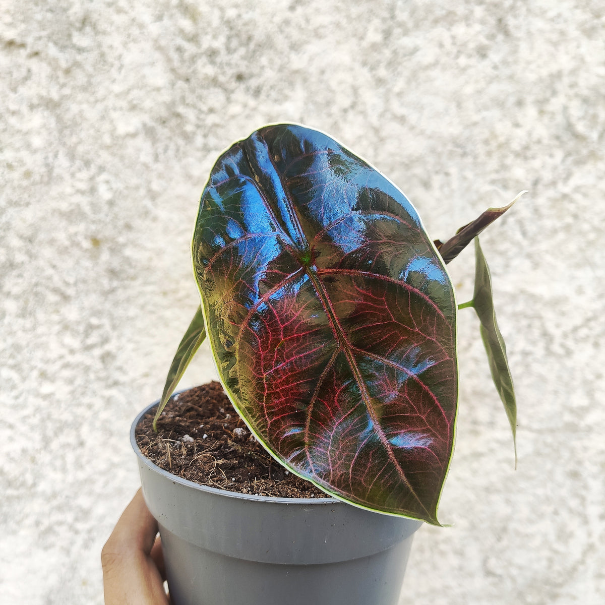 ALOCASIA AZLANII monjungle