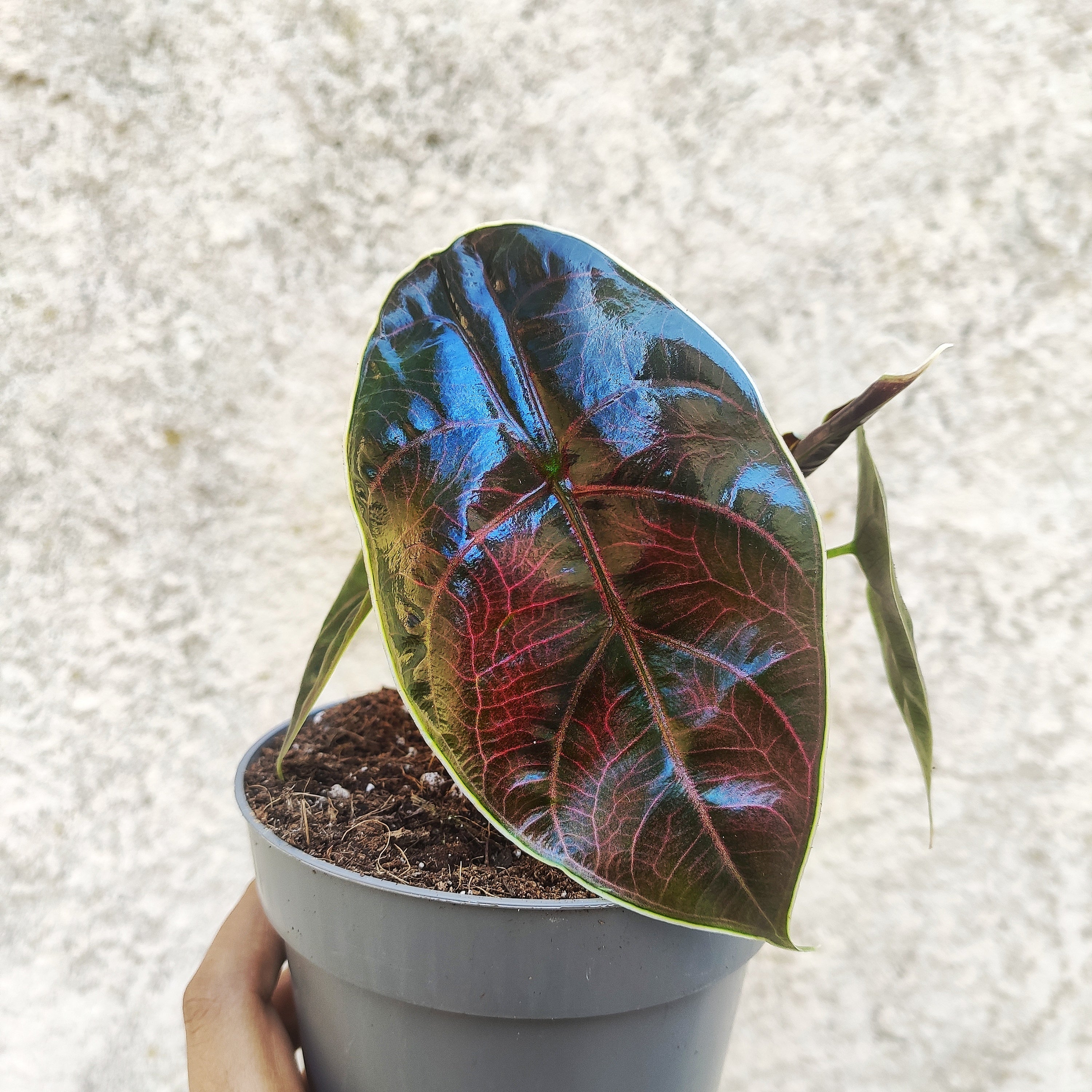 ALOCASIA AZLANII bouture 4 feuilles- bulbe de rare alocasia d'intérieur - Plante d'intérieur rare nerveuse rose feuilles brillantes - monjungle