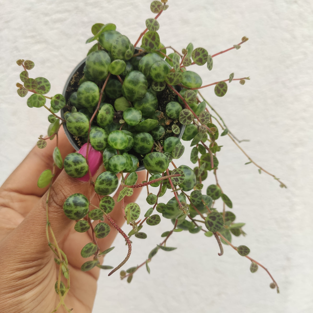 Peperomia Prostata monjungle