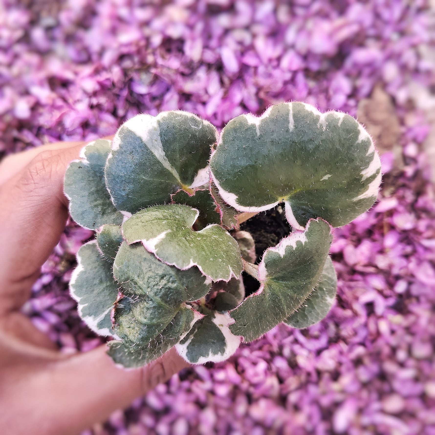 Rare Saxifraga Variegata - Très belle plante d'intérieur panachée rose - monjungle