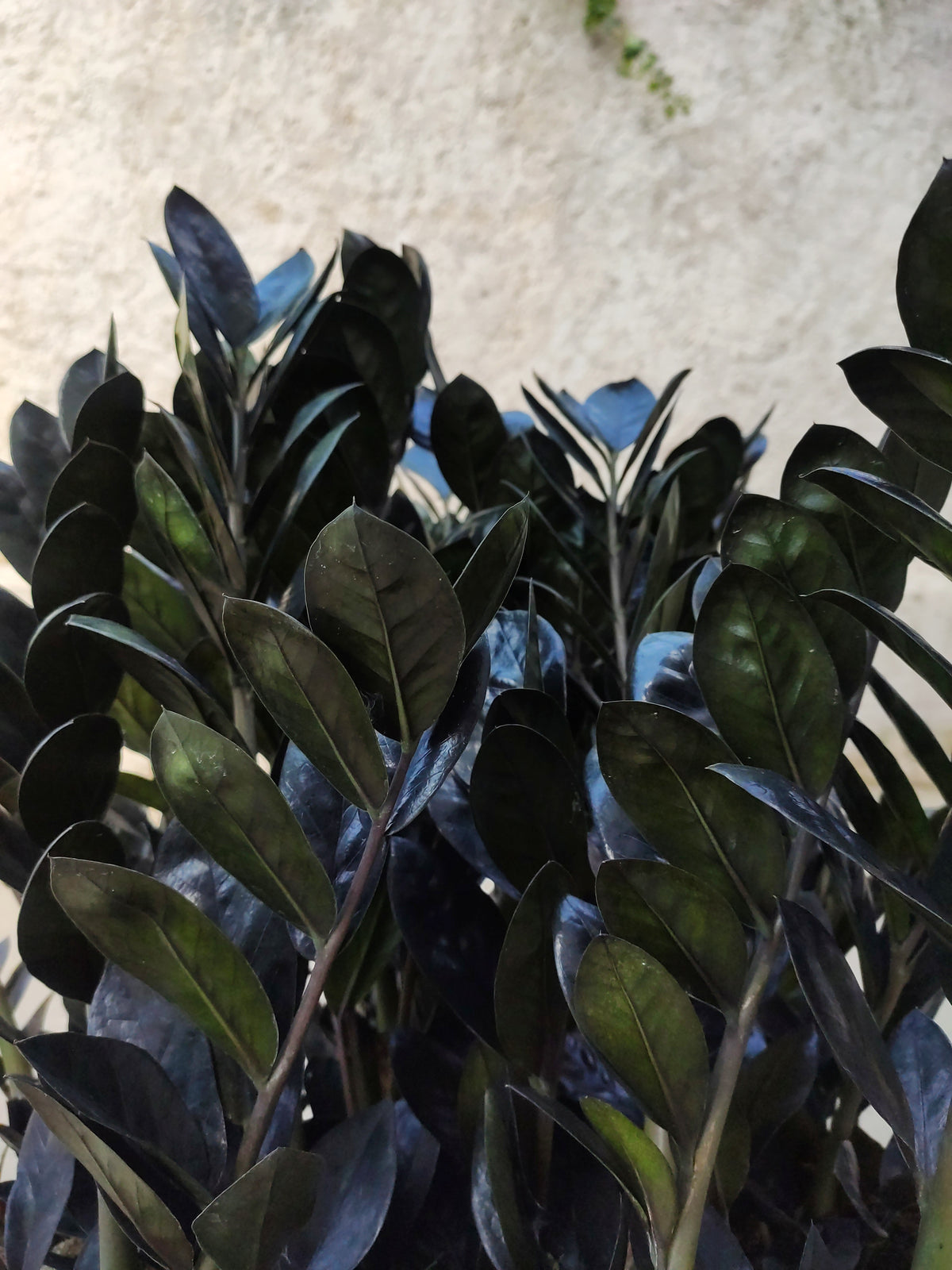 Zamioculcas zamiifolia raven - Magnifique bouture enracinée entre 20-30 cm- Plante bouture feuilles noires monjungle