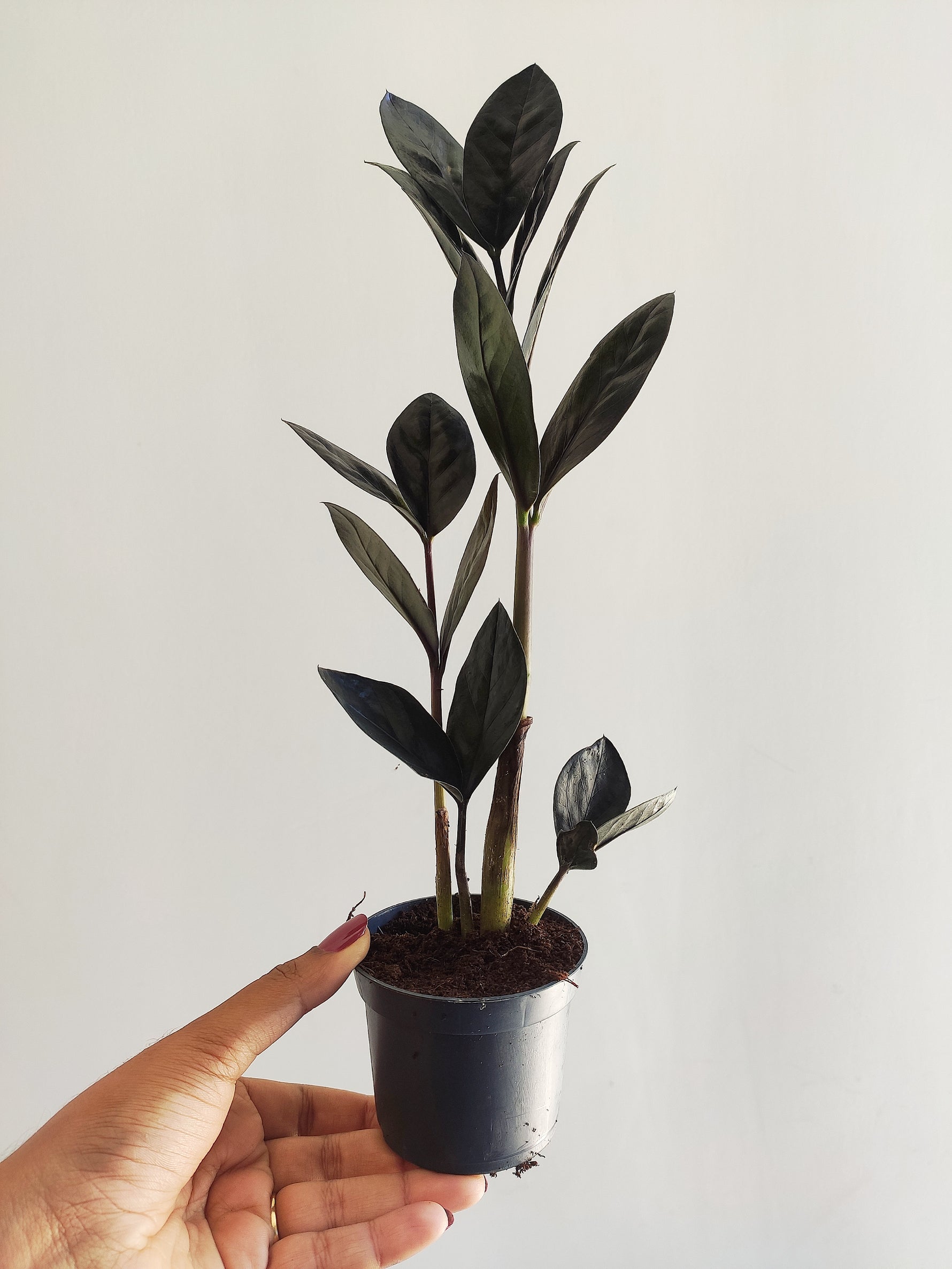 zz plant noir Zamioculcas Raven