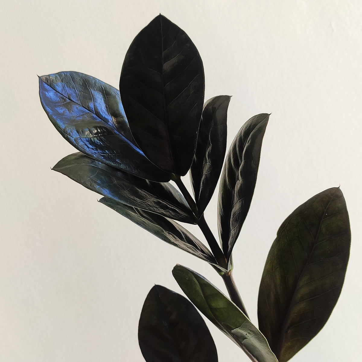 Zamioculcas zamiifolia raven - Magnifique bouture enracinée entre 20-30 cm- Plante bouture feuilles noires monjungle