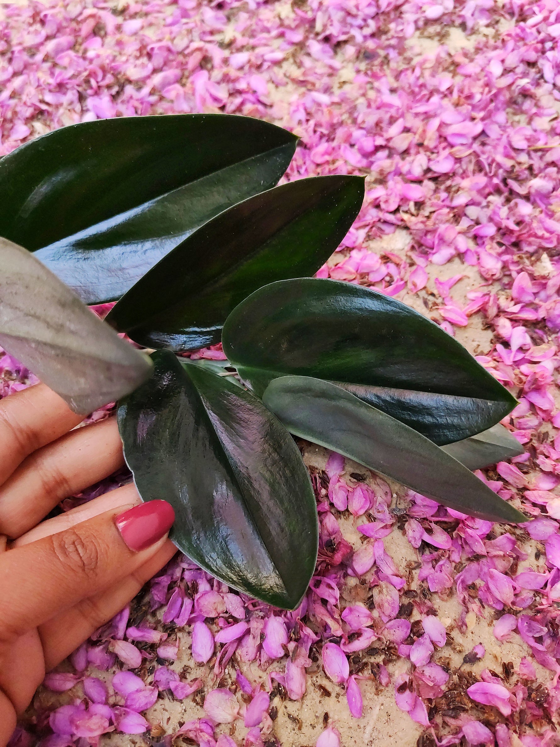dark form pothos Scindapsus Treubii Dark Form