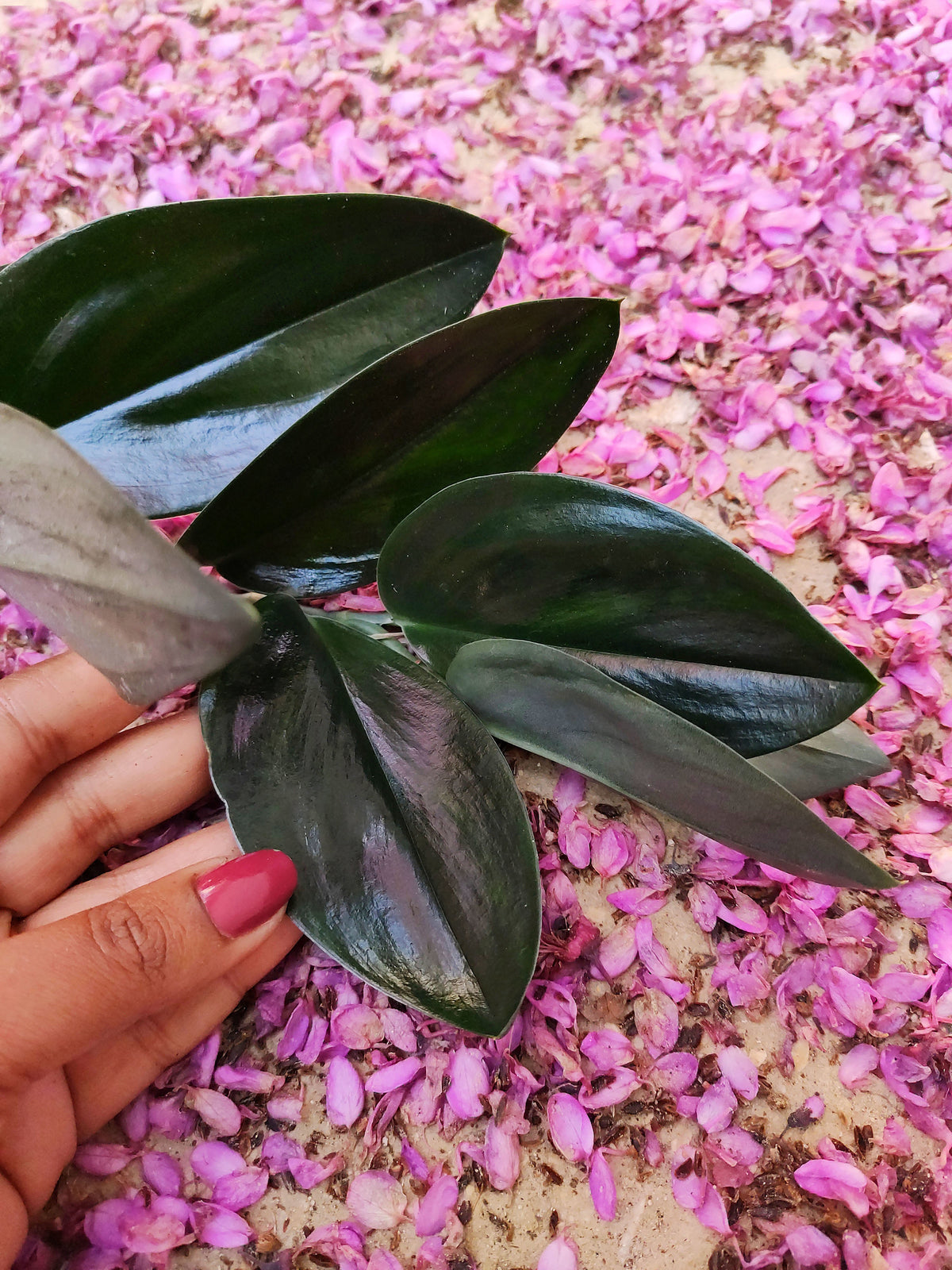 Scindapsus TREUBII DARK FORM - Rare Scindapsus Black 5 feuilles - Rare scindapsus pothos noir monjungle