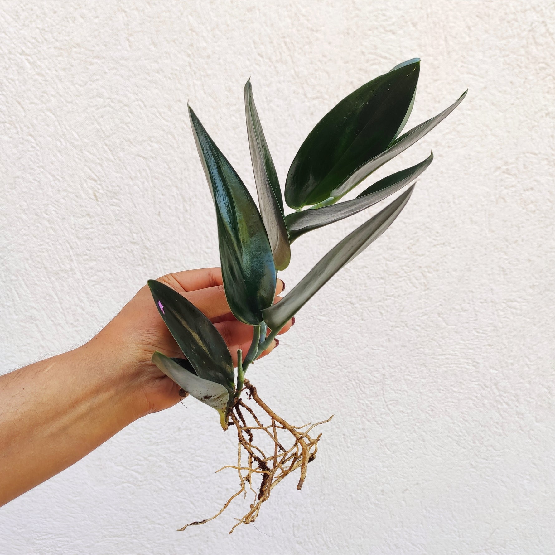 dark form pothos Scindapsus Treubii Dark Form