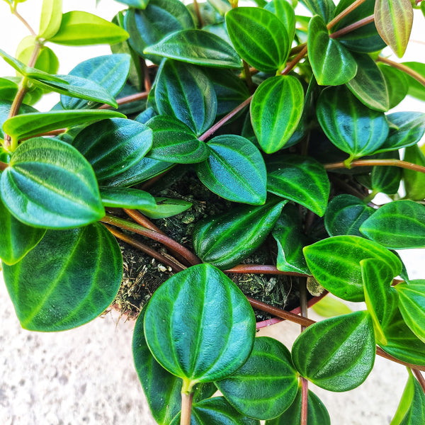Peperomia 'Rocca Scuro' boutures enracinée en terre avec les feuilles vertes, Belle plante d'intérieur rose nerveuse Plante de maison facile - monjungle