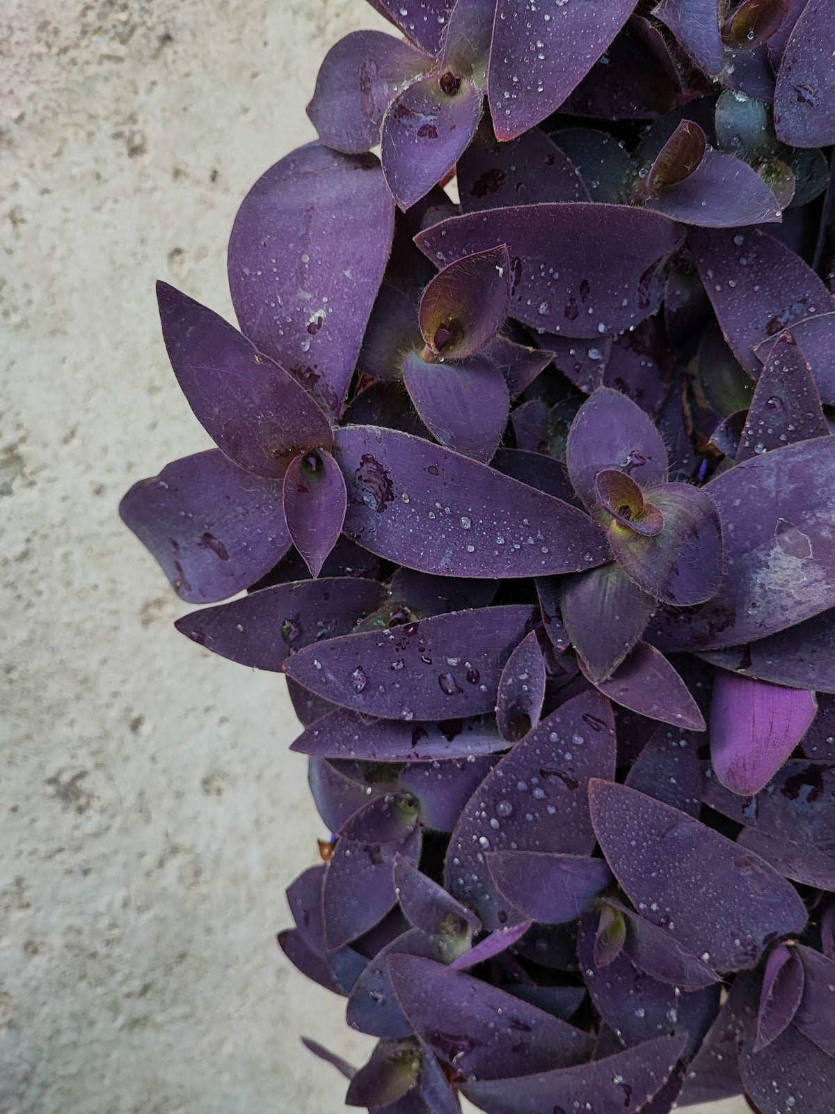 Tradescantia Purple Heart boutures- Plantes d'intérieur pourpre pour la maison, décoration végétale plante misère monjungle