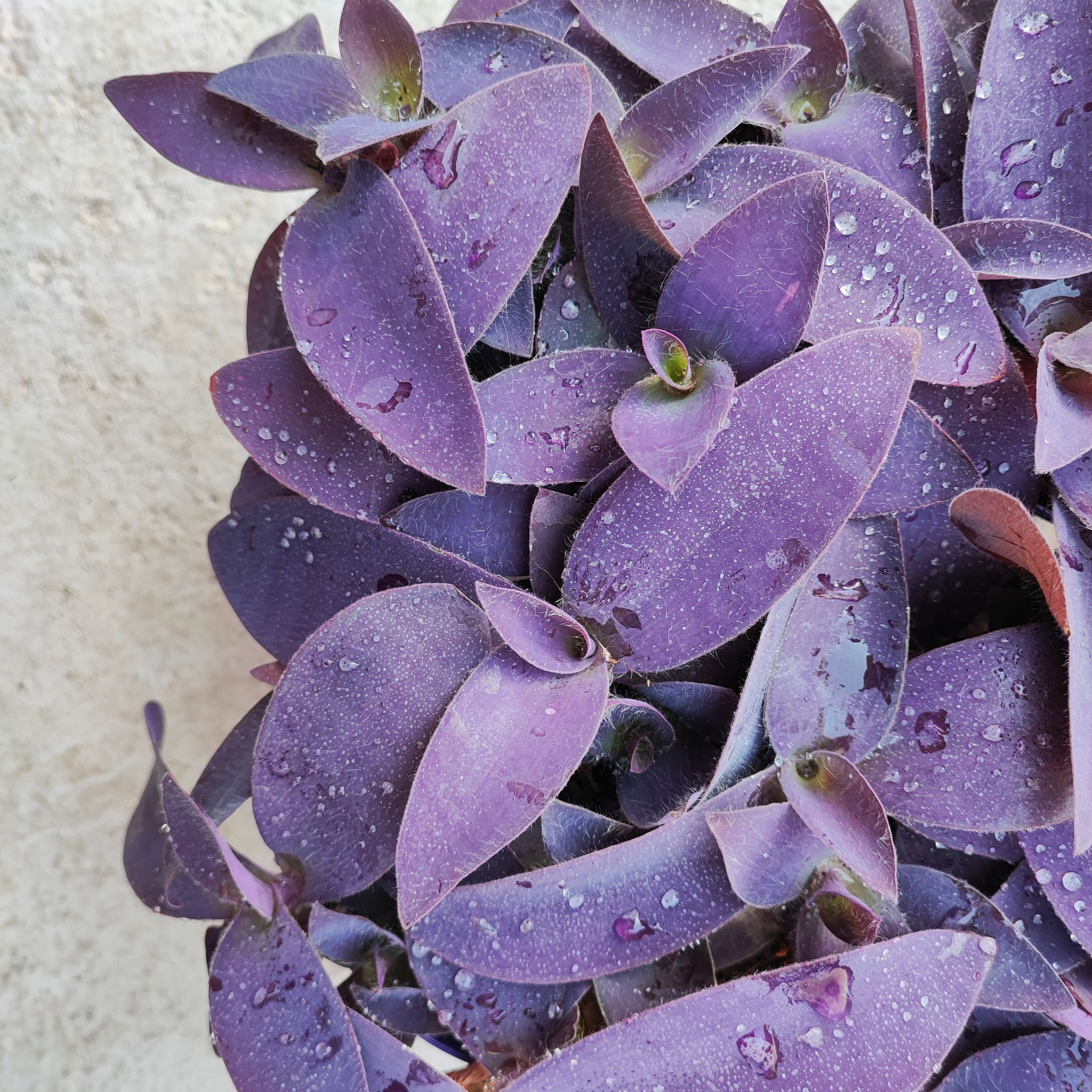 Tradescantia Purple Heart boutures- Plantes d'intérieur pourpre pour la maison, décoration végétale plante misère monjungle
