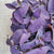 Tradescantia Purple Heart boutures- Plantes d'intérieur pourpre pour la maison, décoration végétale plante misère monjungle