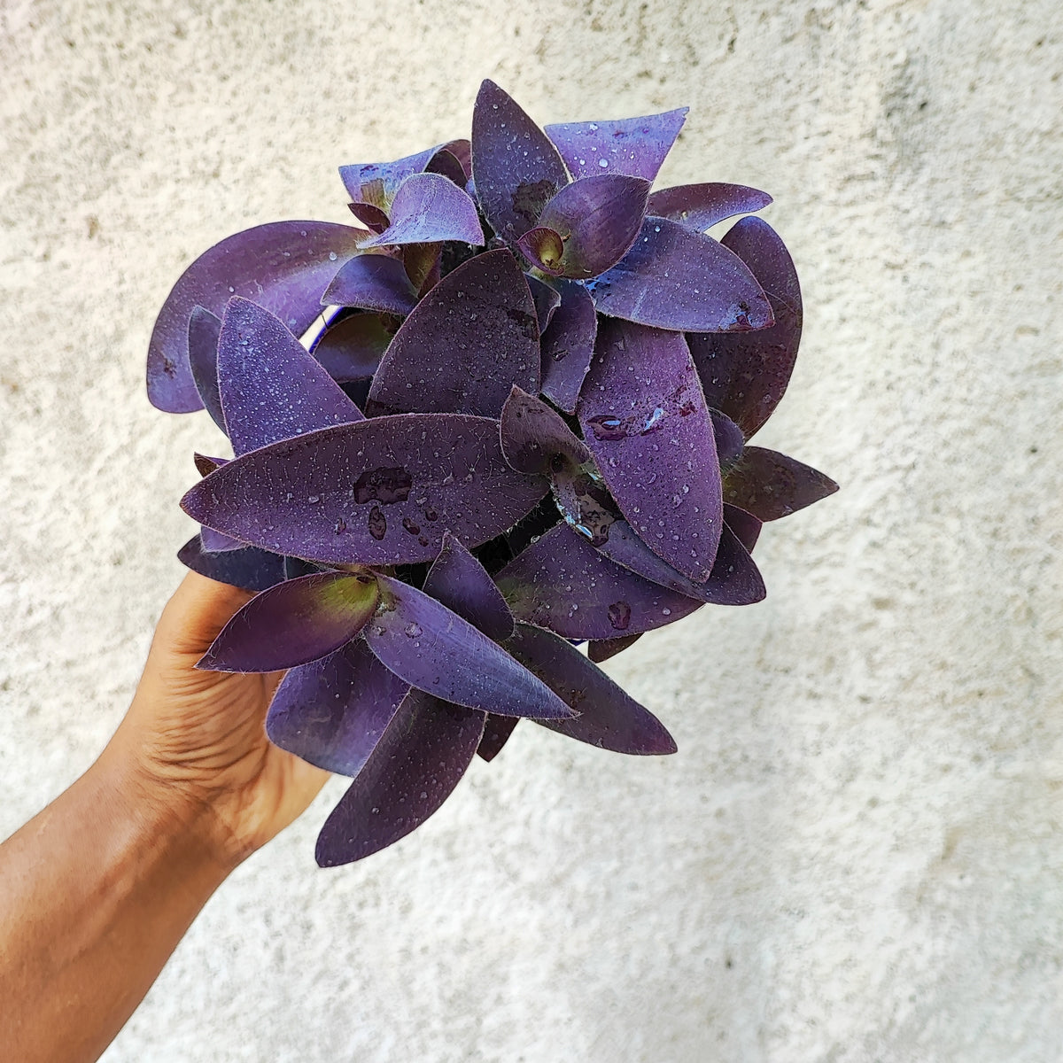 Tradescantia Purple Heart boutures- Plantes d'intérieur pourpre pour la maison, décoration végétale plante misère monjungle