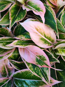 Aglaonema PINK LIPSTICK, Plante d'intérieur ornamentale avec les magnifique feuilles roses et vertes, plante de maison rare - monjungle
