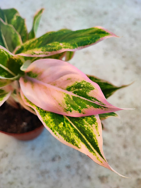 Aglaonema PINK LIPSTICK, Plante d'intérieur ornamentale avec les magnifique feuilles roses et vertes, plante de maison rare - monjungle