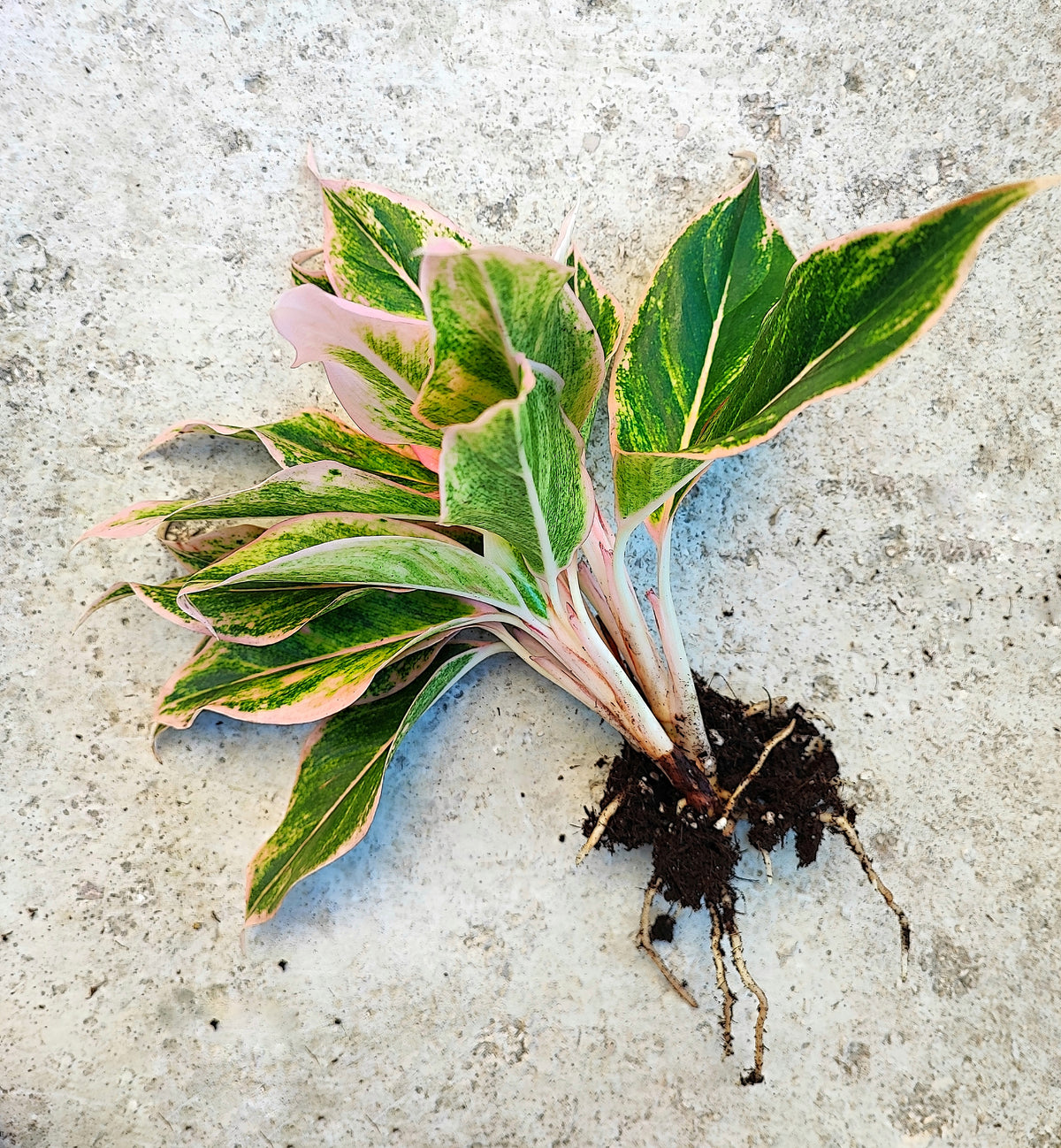 Aglaonema PINK LIPSTICK monjungle