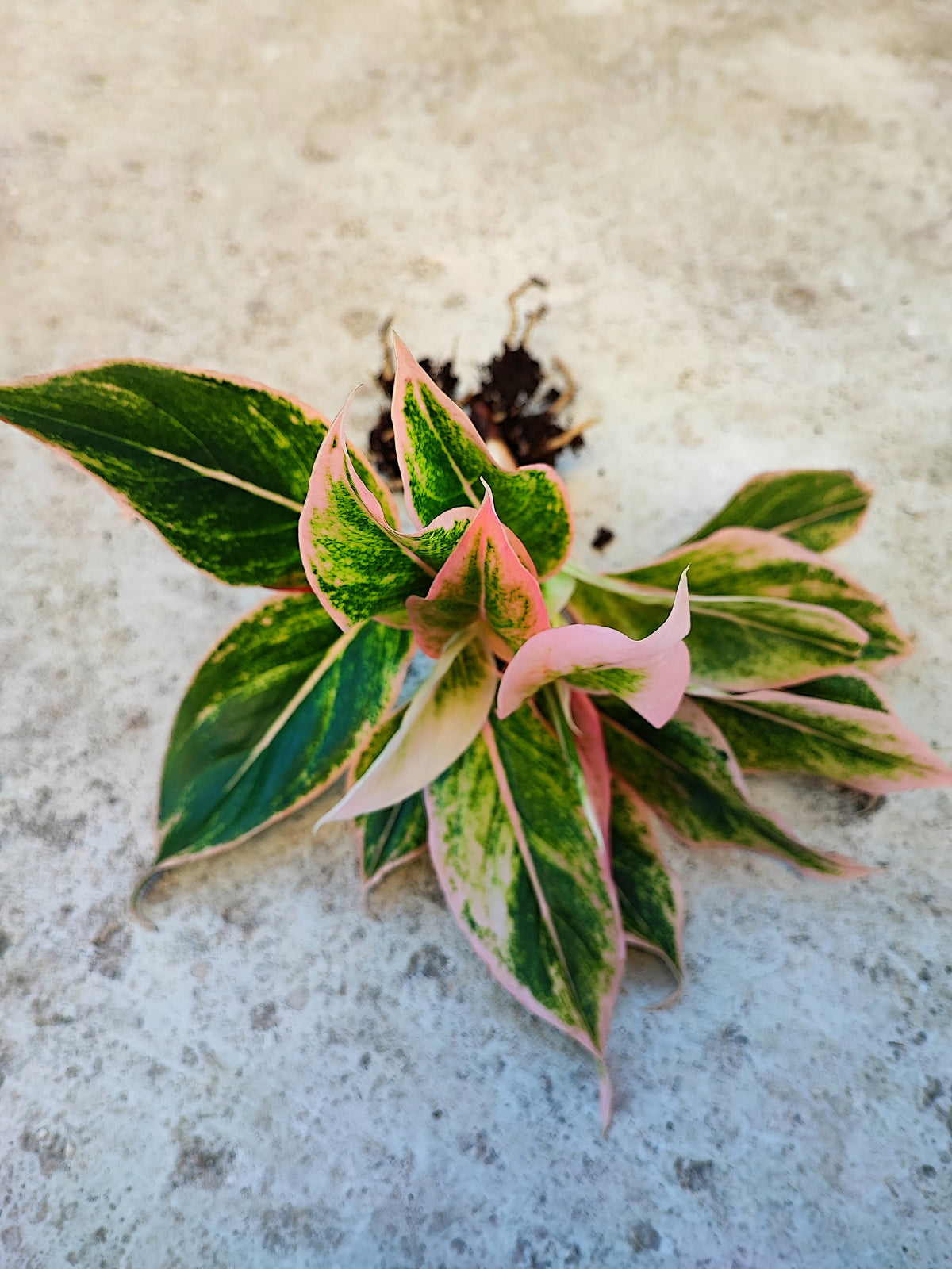 Aglaonema PINK LIPSTICK monjungle