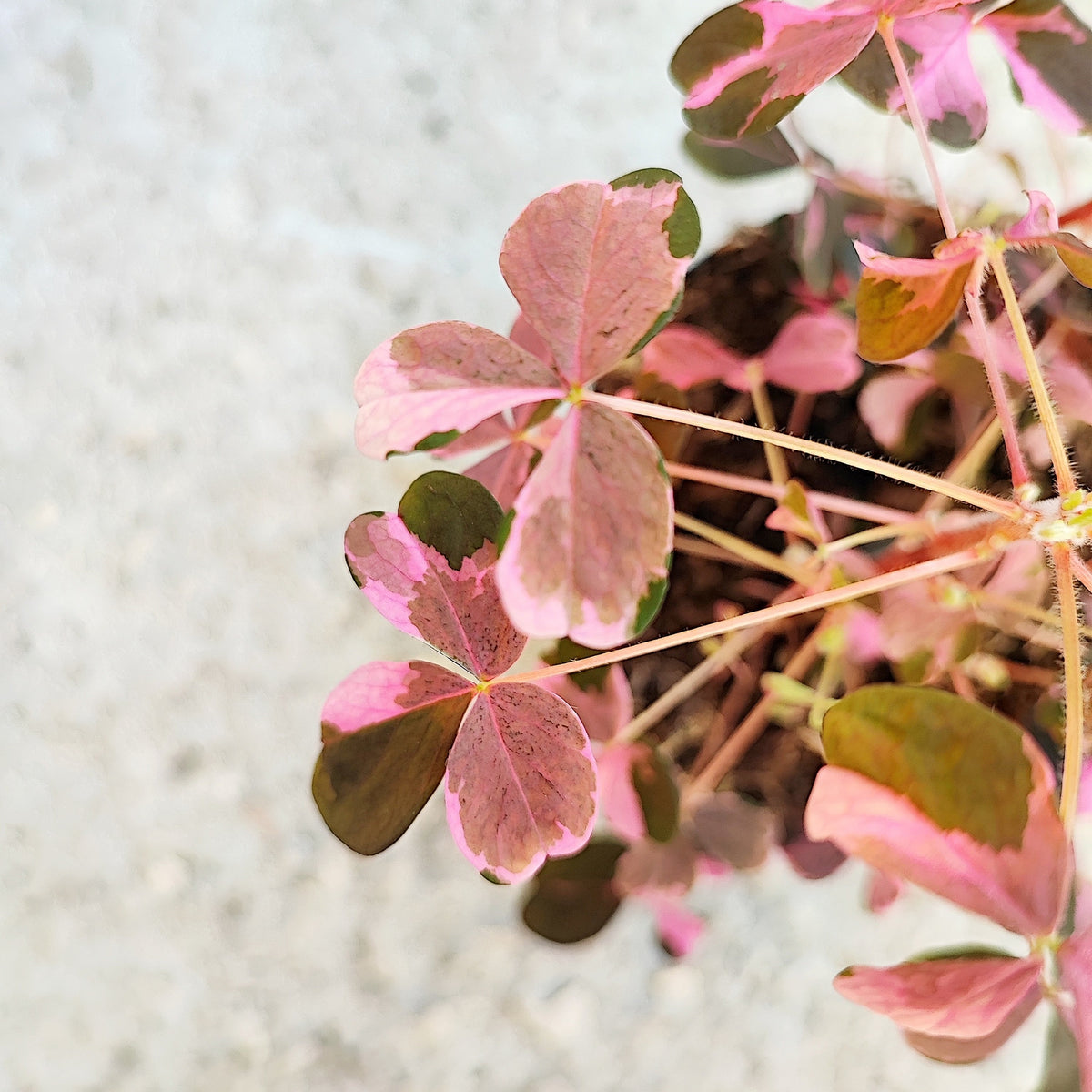 Oxalis VULCAN PINK monjungle
