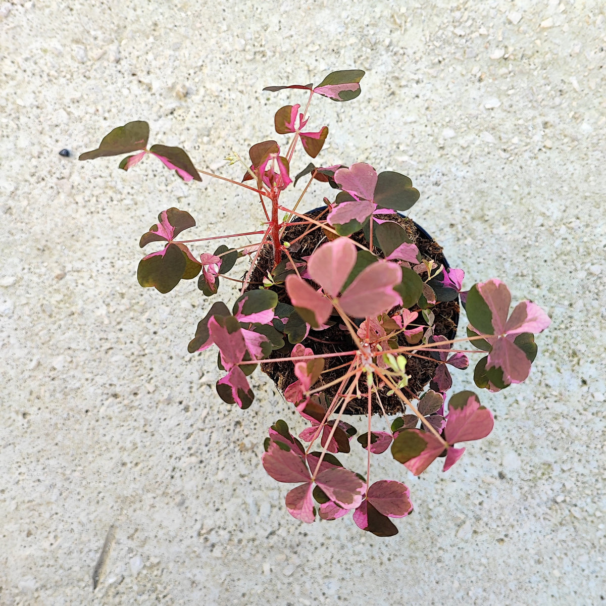 Oxalis VULCAN PINK monjungle