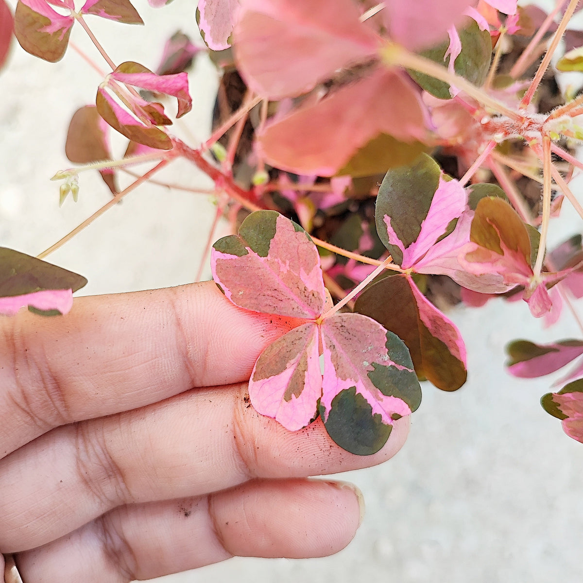 Oxalis VULCAN PINK monjungle